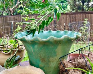 Lots of great plants and pots.