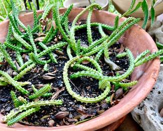succulents and cactus.