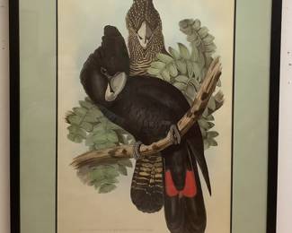 John Gould, Red Tail Black Cockatoo and Banksian Cockatoo