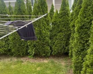 Mature border shrubbery