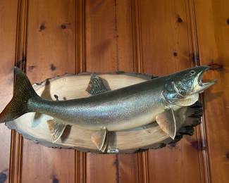 Large mounted trout