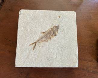 Fish fossil tile from Eostone. Green River