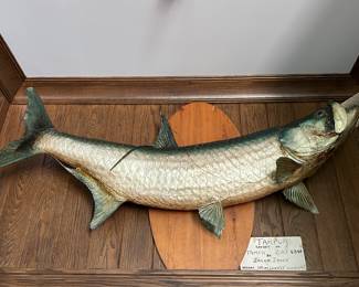 Taxidermied Tarpon 