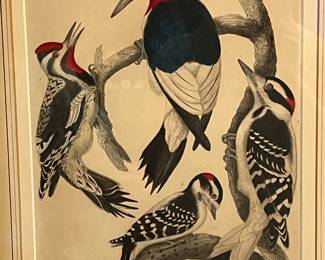 Bird prints by Alexander Wilson