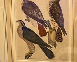 Bird prints by Alexander Wilson