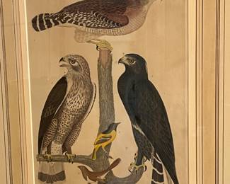 Bird prints by Alexander Wilson