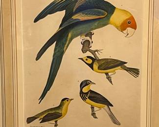 Bird prints by Alexander Wilson