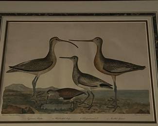 Bird prints by Alexander Wilson