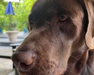 OOOOOPS! Thats my dog.