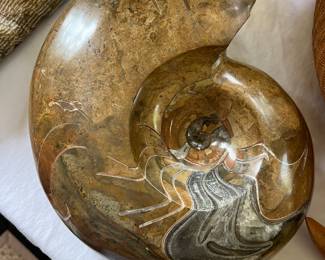 Lovely collections of fossils.