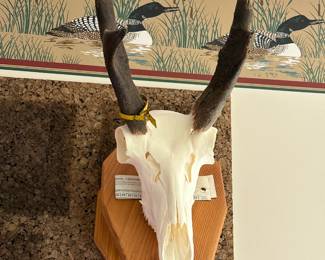 Antelope Skull
