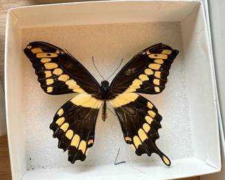 Papilio rumiko