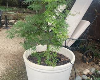 Beautiful well kept plants all for sale