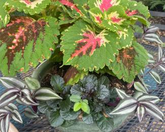 Beautiful plants and pots for sale