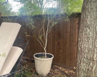 Pots plus plants all for sale 