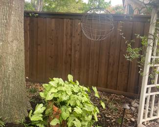 More beautiful plants 