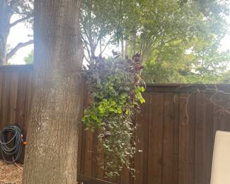 Hanging plants and iron sphere 