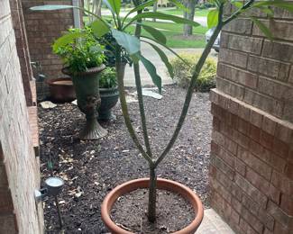 Pots with live plants 