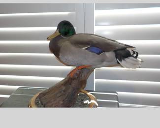 Stuffed Mallard, 