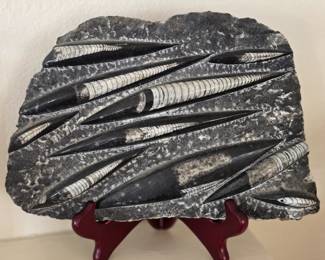 Large orthoceras fossil. 11" x 7". 10 molluscs