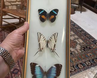 CURVED GLASS BUTTERFLIES 