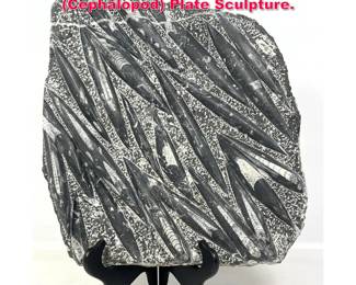 Lot 293 Polished Fossil Orthoceras Cephalopod Plate Sculpture. 