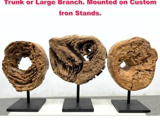 Lot 103 3pc Wood Sculptures. Slices of Tree Trunk or Large Branch. Mounted on Custom Iron Stands. 