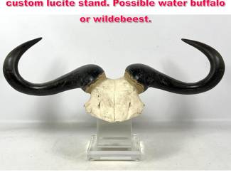 Lot 525 Horns and Partial Skull Sculpture on custom lucite stand. Possible water buffalo or wildebeest.
