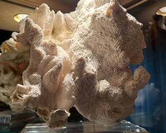 Variety of coral on acrylic stands 