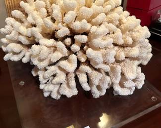 Variety of coral on acrylic stands 