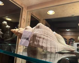 Large Conch Shell 
