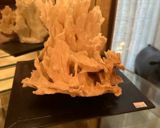 Variety of coral on acrylic stands 