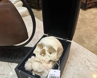 Authentic Human Skull 