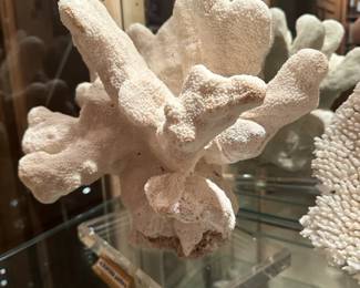 Variety of coral on acrylic stands 