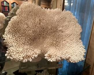 Variety of coral on acrylic stands 