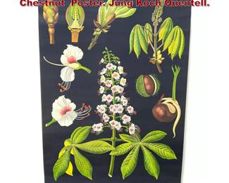 Lot 1673 HAGEMANN Botanical Horse Chestnut Poster. Jung Koch Quentell. 