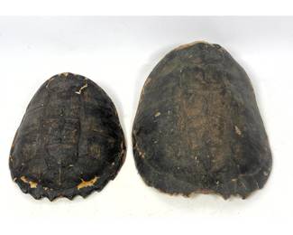 Lot 1726 2pc Natural Shell Lot