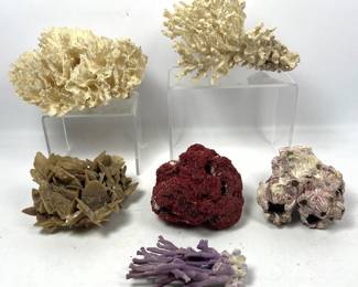 Lot 1704 6pcs Natural Coral Specimens. 