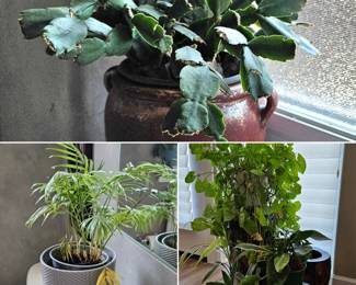 House Plants
