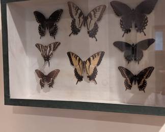 Butterfly collection three of three.