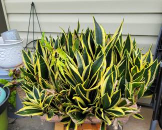 Large plant