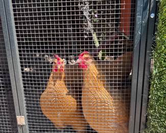 These ladies give you an egg a day! They're WORKING GIRLS!