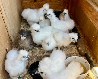 STOP! LOVE THESE SILKIES! YES! Chicken (silkies) for sale!