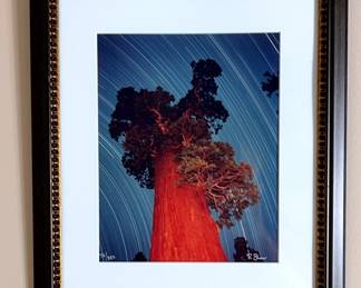 General Grant Giant Sequoia Photograph