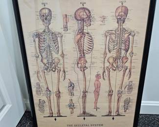 The Skeletal System Framed Print 