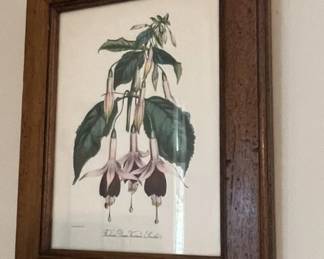 Fuchsia Queen Victoria Smith's by Holden.