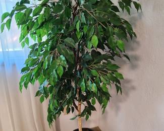Faux Ficus