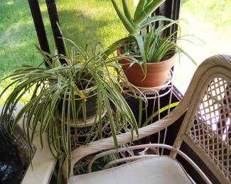 yup all of the plants are for sale too