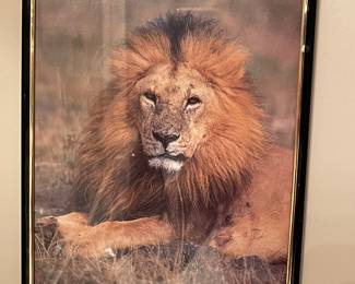 Lion picture framed,  11" x 14",  was $14, NOW $10
