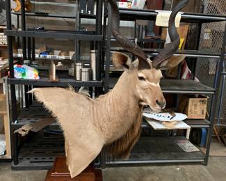  KUDO TAXIDERMY MOUNT